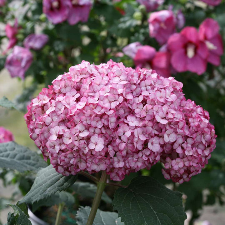 Hydrangea, Invincibelle Mini Mauvette® Flowering Shrub, Quart-Sized Pot