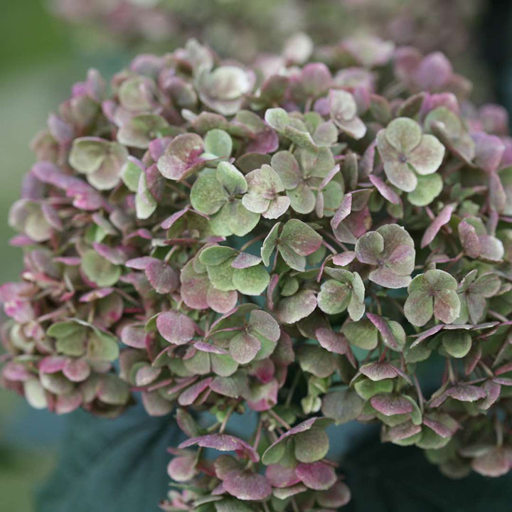 Hydrangea, Invincibelle Mini Mauvette® Flowering Shrub, Quart-Sized Pot