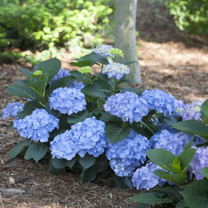 Hydrangea, Let's Dance Blue Jangles Flowering Shrub, Quart-Size Pot