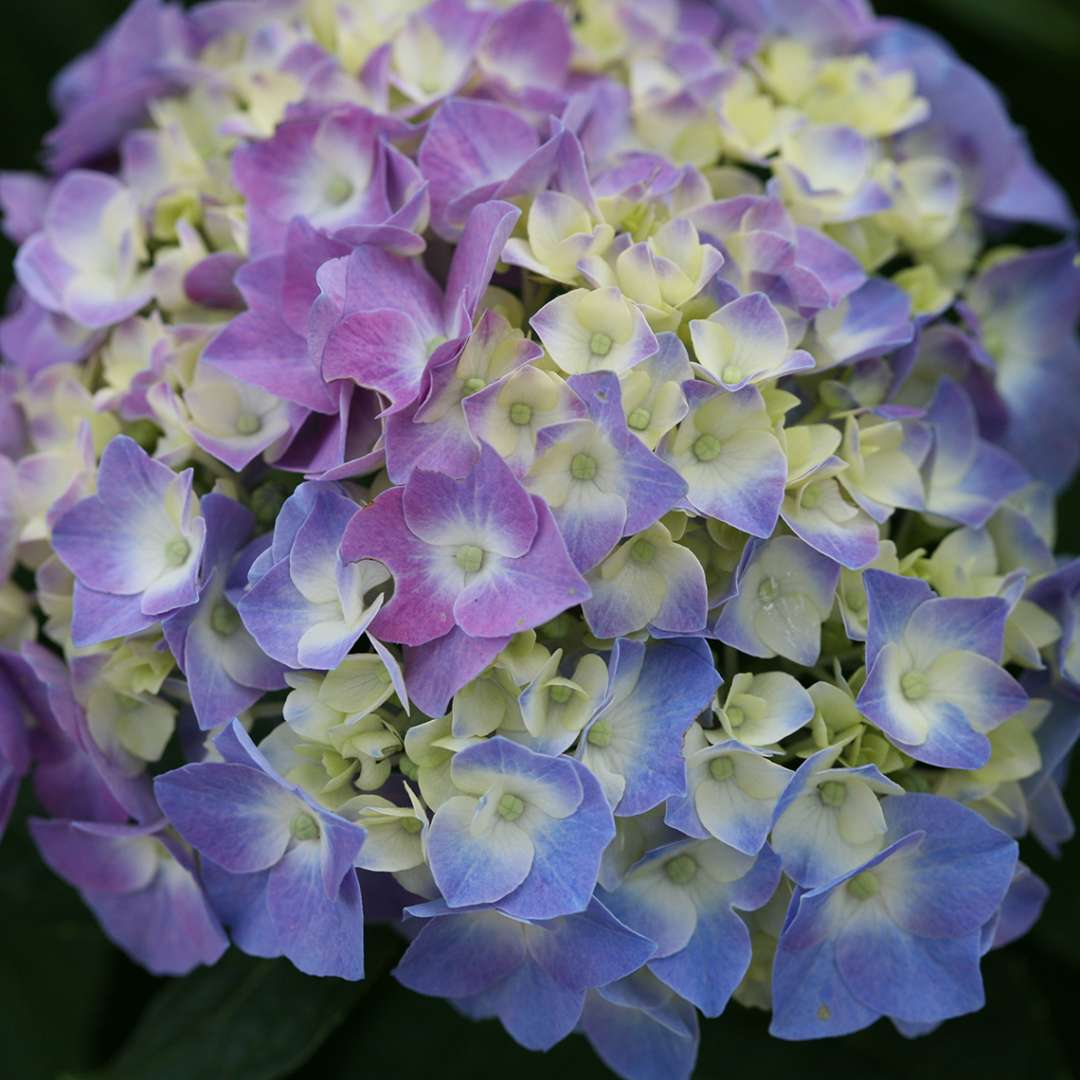 Hydrangea, Let's Dance Blue Jangles Flowering Shrub, Quart-Size Pot