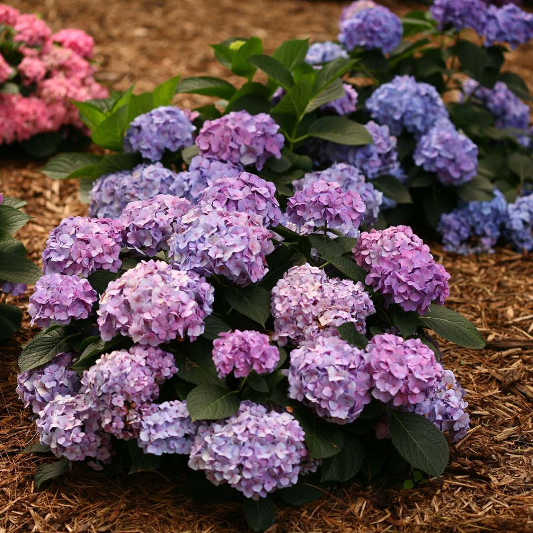 Hydrangea, Let's Dance Blue Jangles Flowering Shrub, Quart-Size Pot