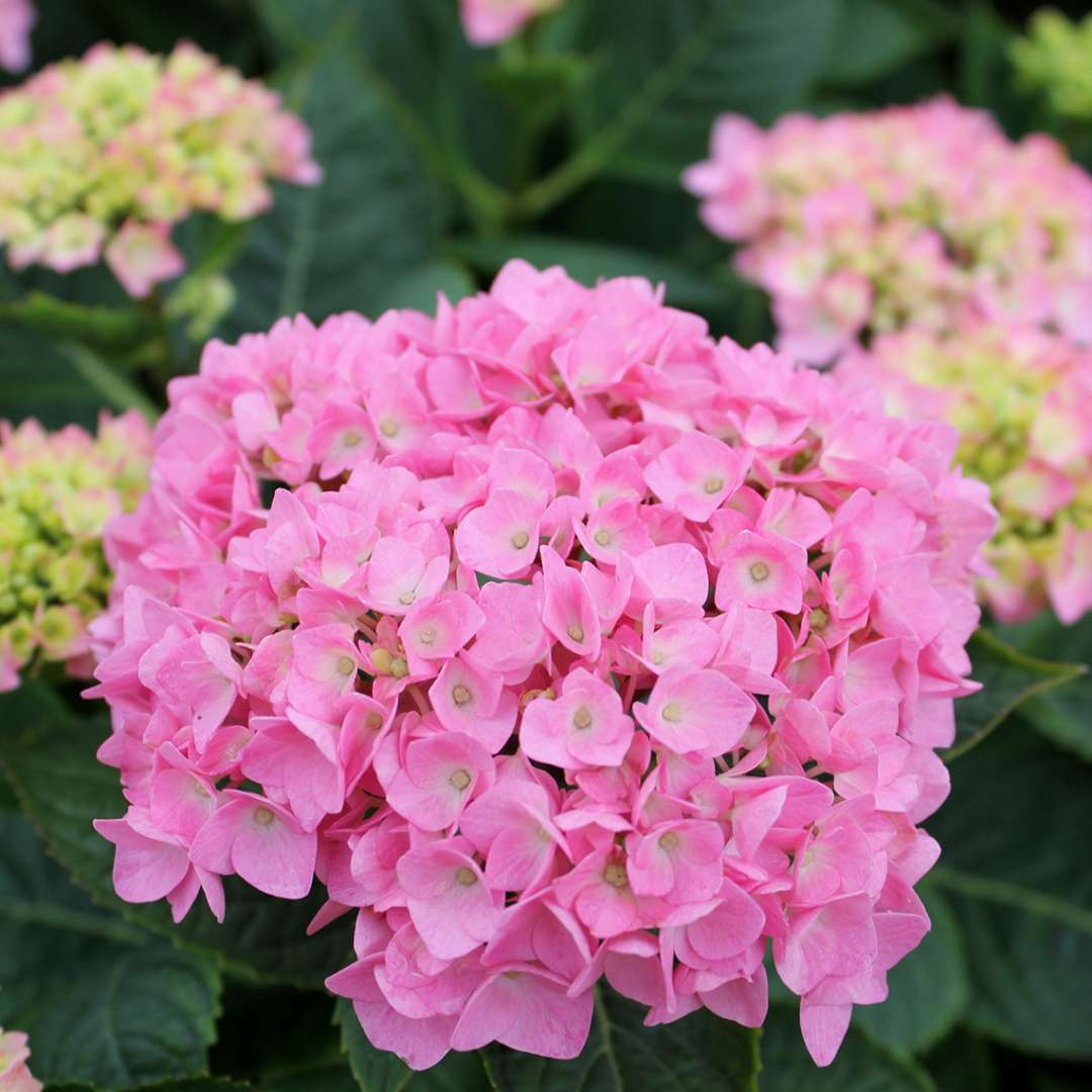 Hydrangea, Let's Dance Blue Jangles Flowering Shrub, Quart-Size Pot