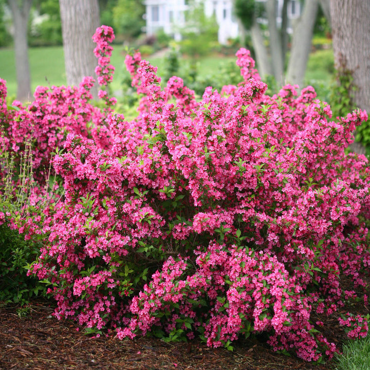 Weigela, Sonic Bloom Pink Flowering Shrub, Quart-Sized Pot