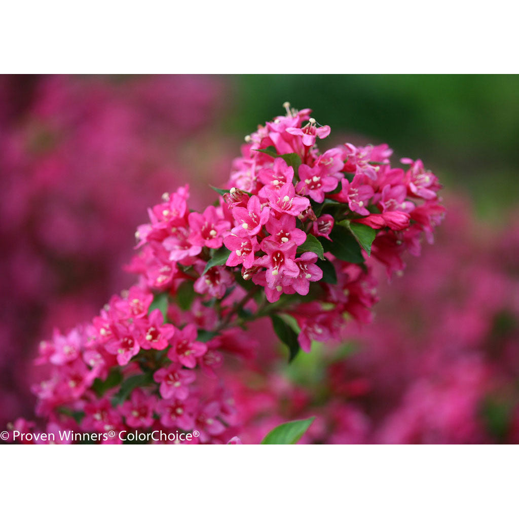 Weigela, Sonic Bloom Pink Flowering Shrub, Quart-Sized Pot