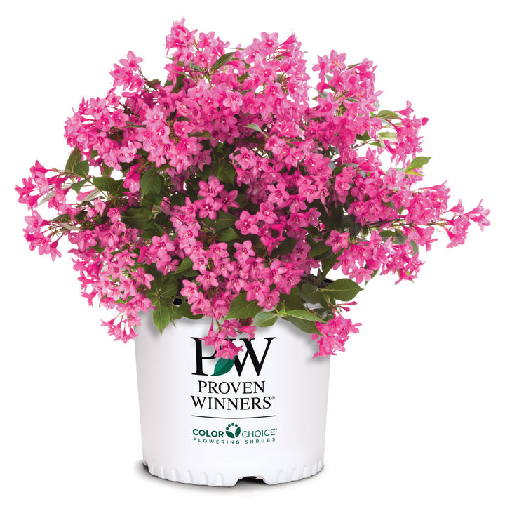 Weigela, Sonic Bloom Pink Flowering Shrub, Quart-Sized Pot