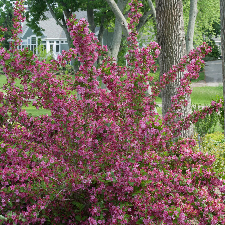 Weigela, Sonic Bloom Pink Flowering Shrub, Quart-Sized Pot