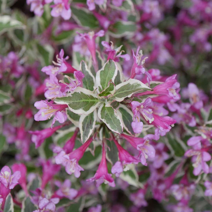 Weigela, My Monet Purple Effect&trade; Flowering Shrub, Quart-Sized Pot