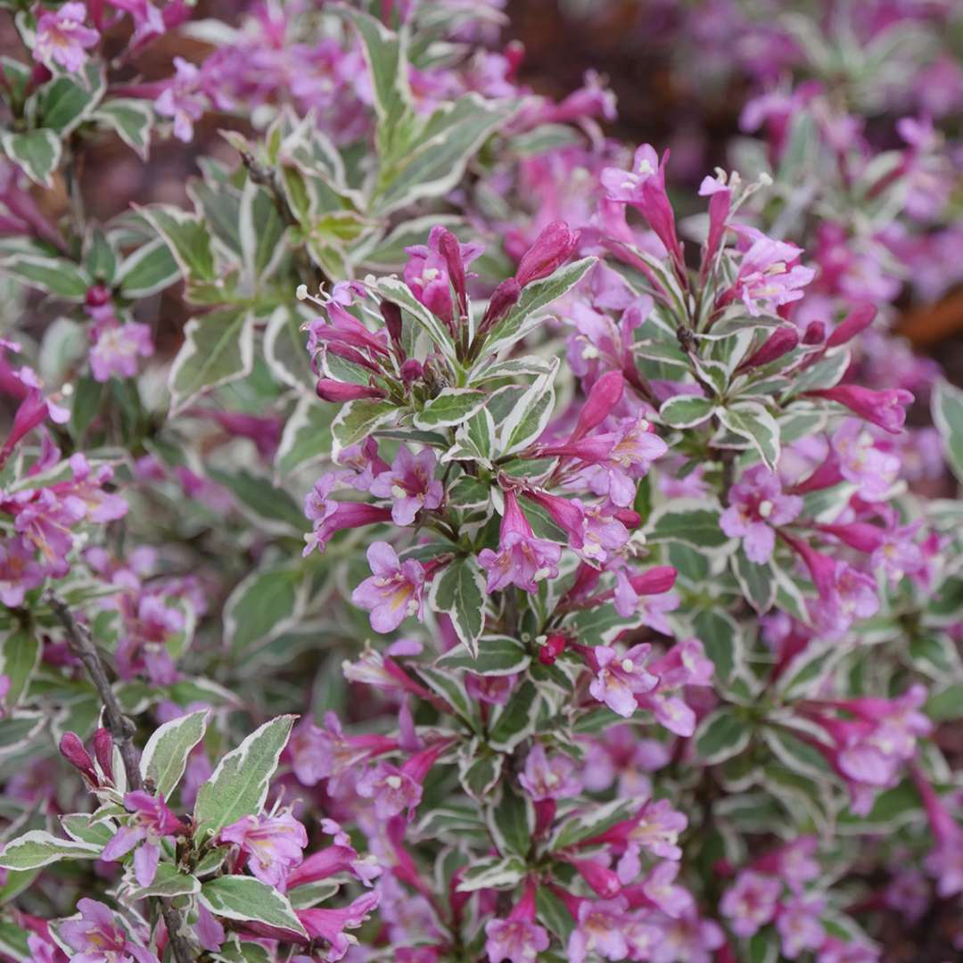 Weigela, My Monet Purple Effect&trade; Flowering Shrub, Quart-Sized Pot