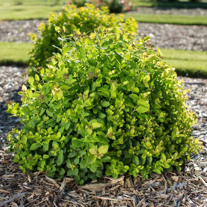 Spirea, First Editions&reg; Pink Sparkler&trade; Flowering Shrub, Quart-Sized Pot