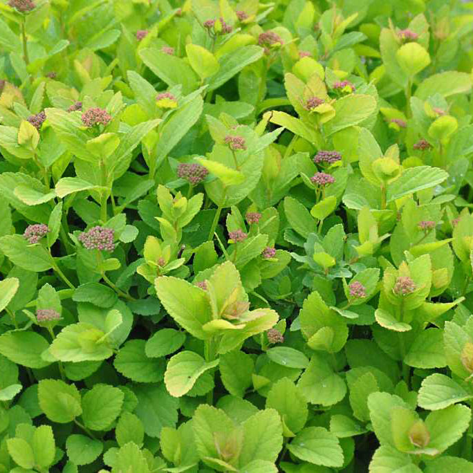 Spirea, First Editions&reg; Pink Sparkler&trade; Flowering Shrub, Quart-Sized Pot