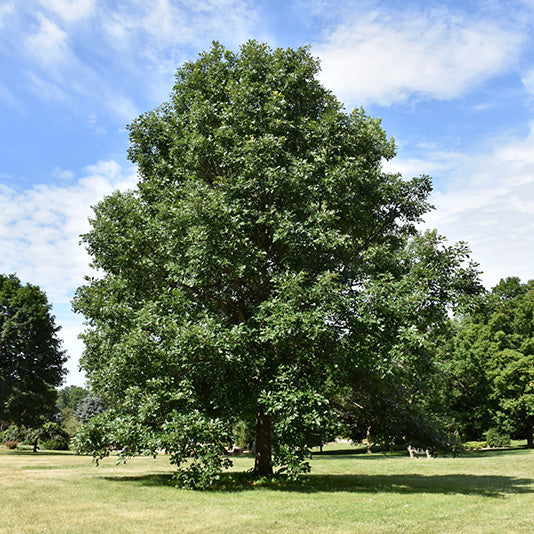 White Oak Tree, Swamp, BB 2"