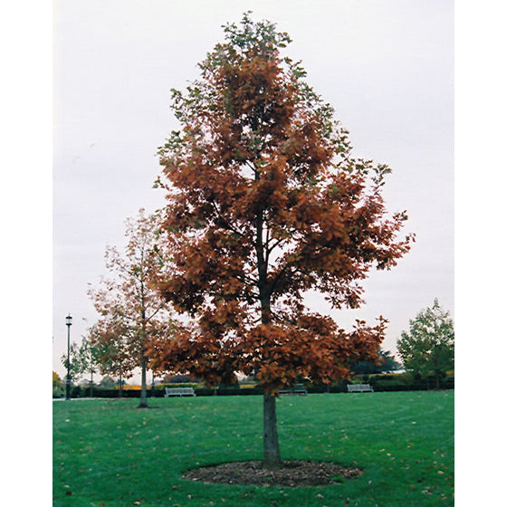 White Oak Tree, Swamp American Dream, B&B, 2.5" Caliper