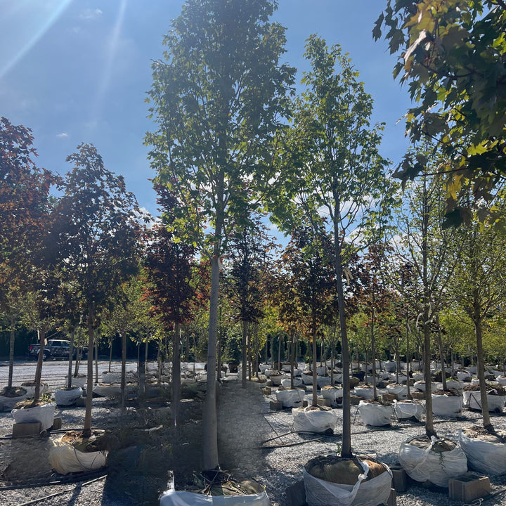 Armstrong Maple Tree, B&B 2.5" Caliper