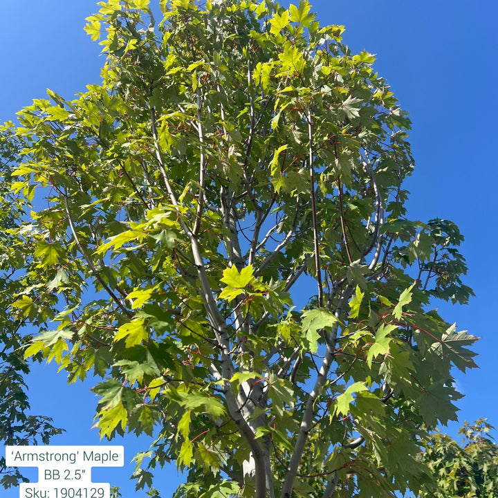 Armstrong Maple Tree, B&B 2.5" Caliper