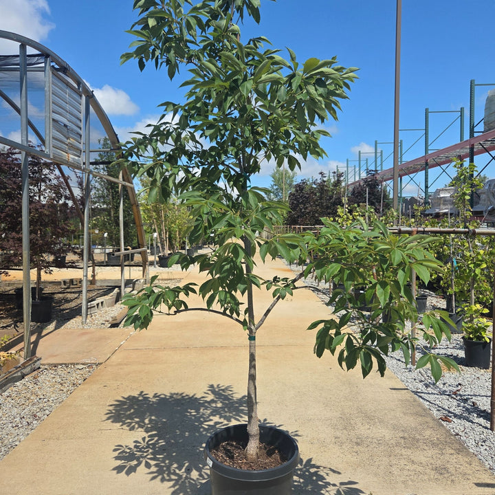 Horsechestnut Early Glow Tree, 15 Gal.