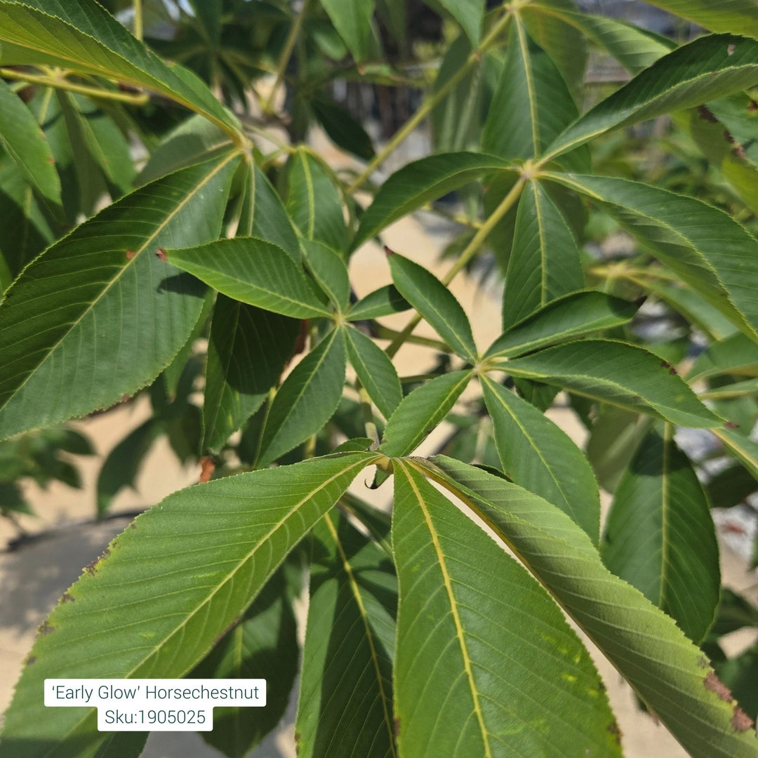Horsechestnut Early Glow Tree, 15 Gal.