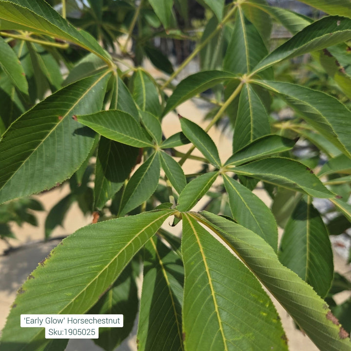 Horsechestnut Early Glow Tree, 15 Gal.