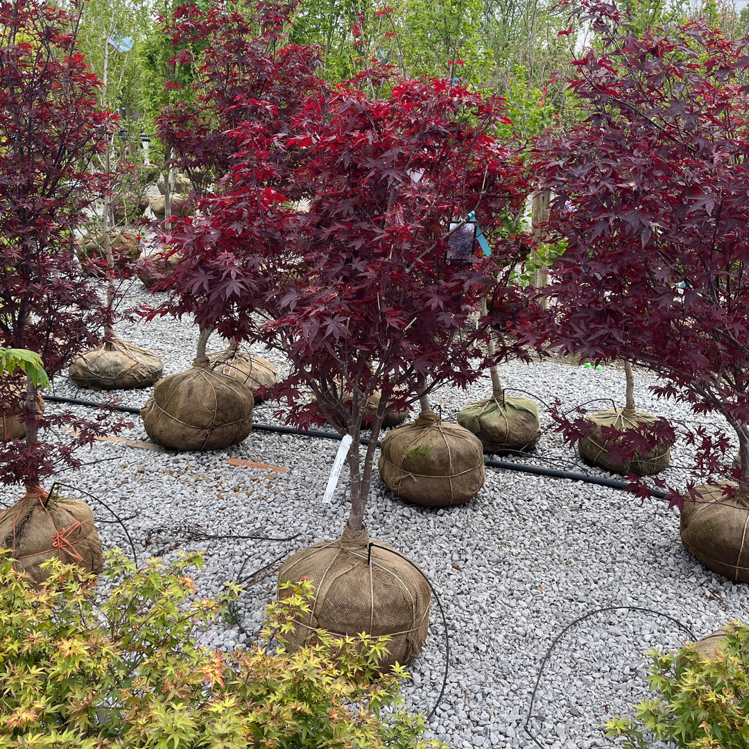 Bloodgood Japanese Maple - Acer palmatum - 4-5' Foot Ball & Burlap Tree