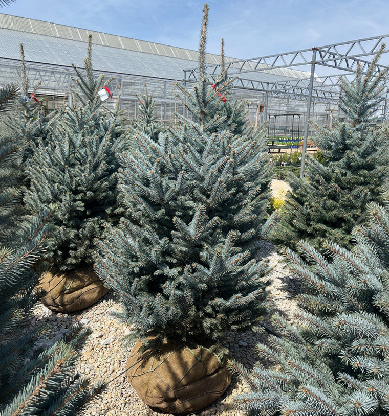 Fat Albert Blue Spruce - Picea pungens - 5-6 Foot Ball & Burlap Tree