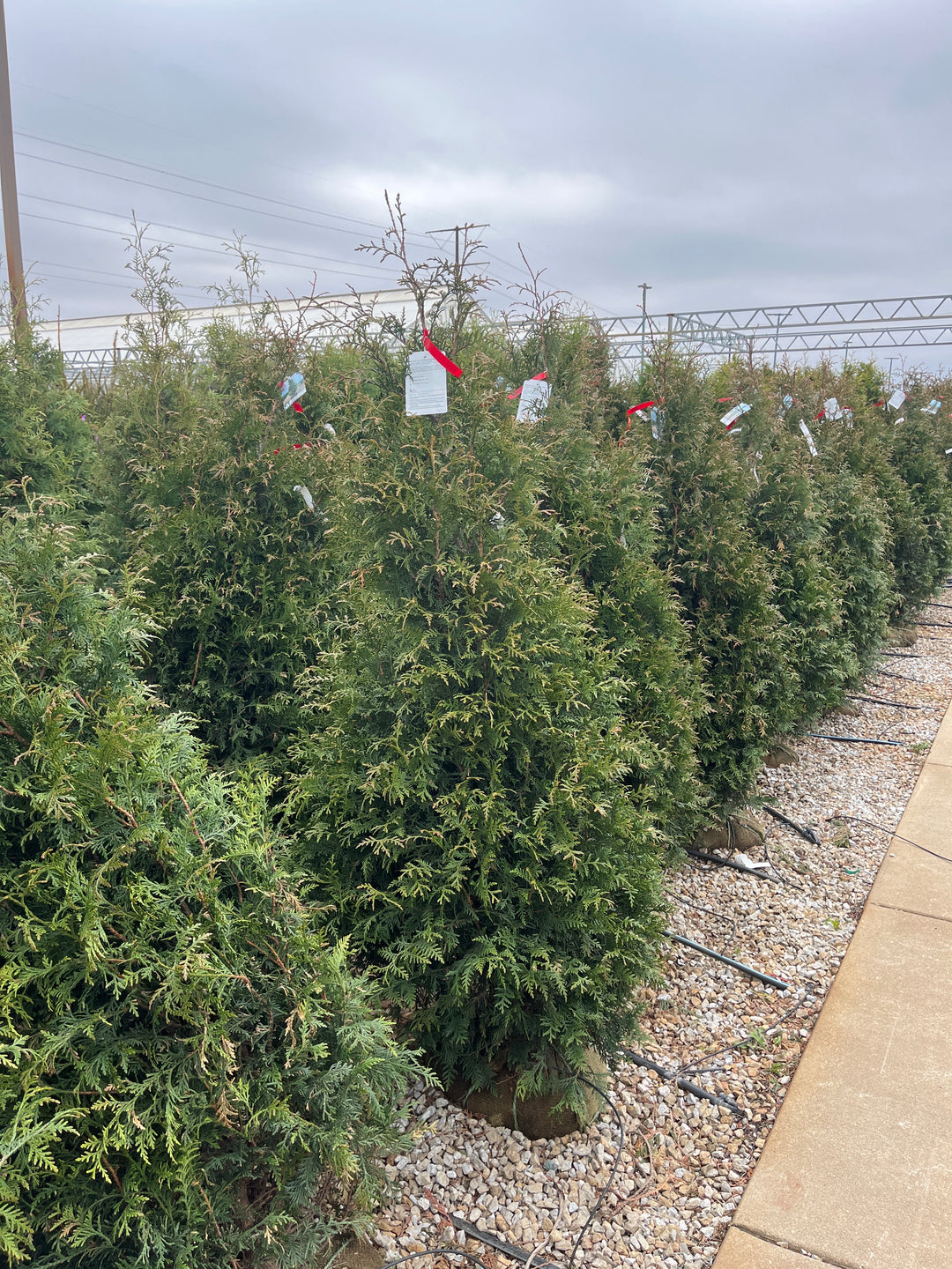 Northern Spire Giant Arborvitae - Thuja plicata - 5-6 Foot Ball & Burlap Tree