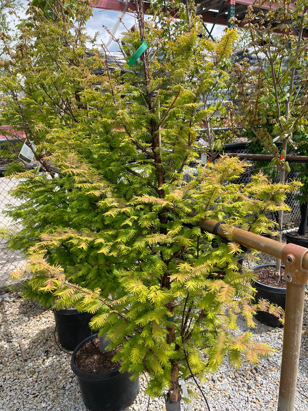Amber Glow Dawn Redwood - 10 Gallon Tree