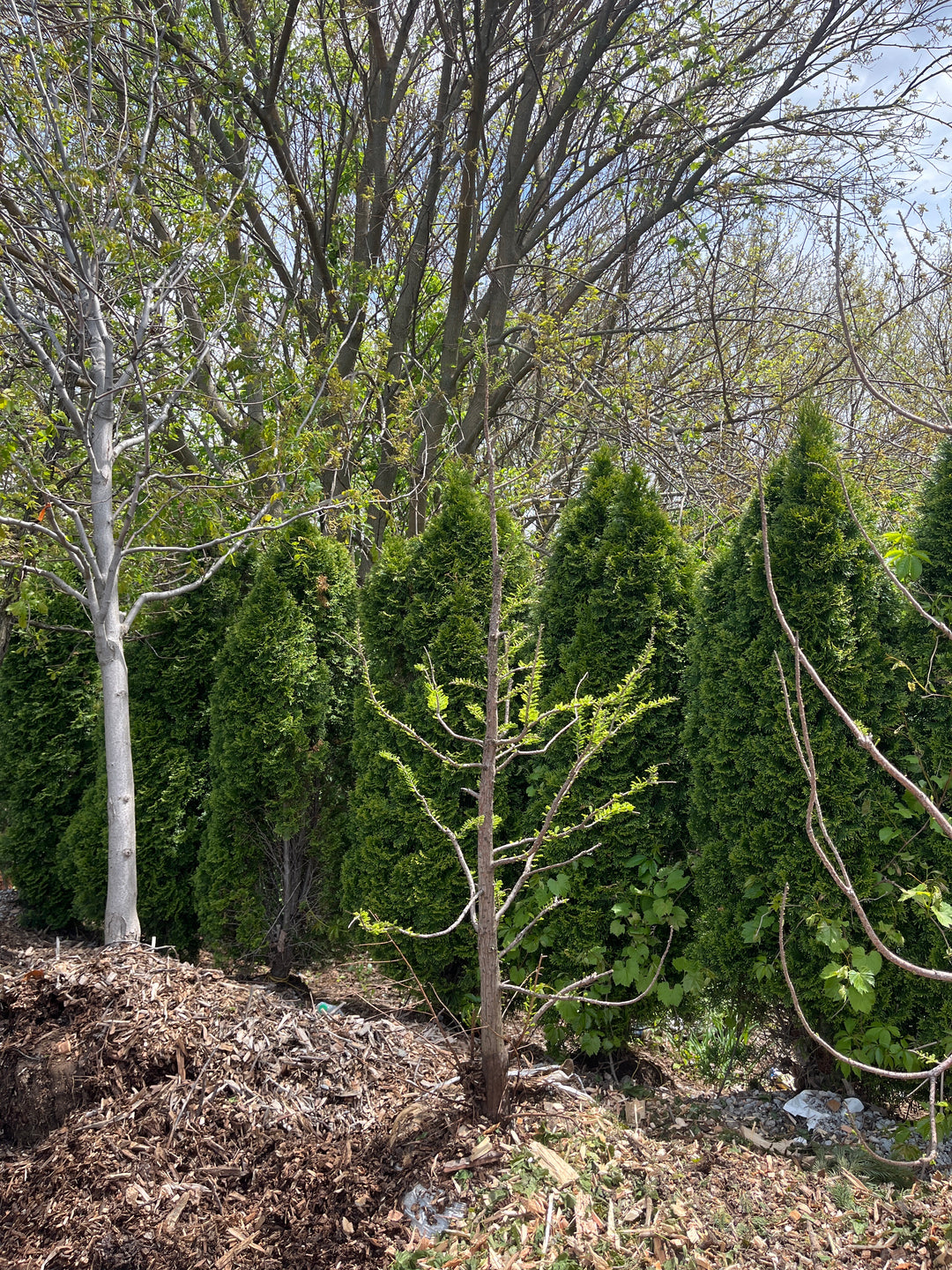 Baldcypress - Taxodium distichum - 84" Ball & Burlap Tree