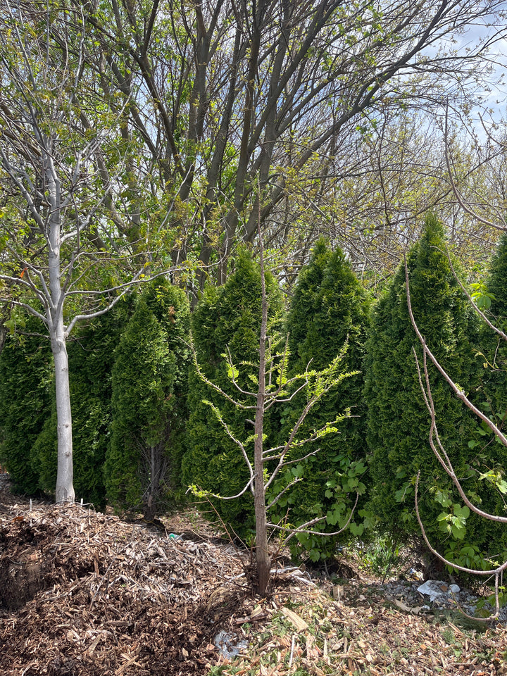 Baldcypress - Taxodium distichum - 84" Ball & Burlap Tree