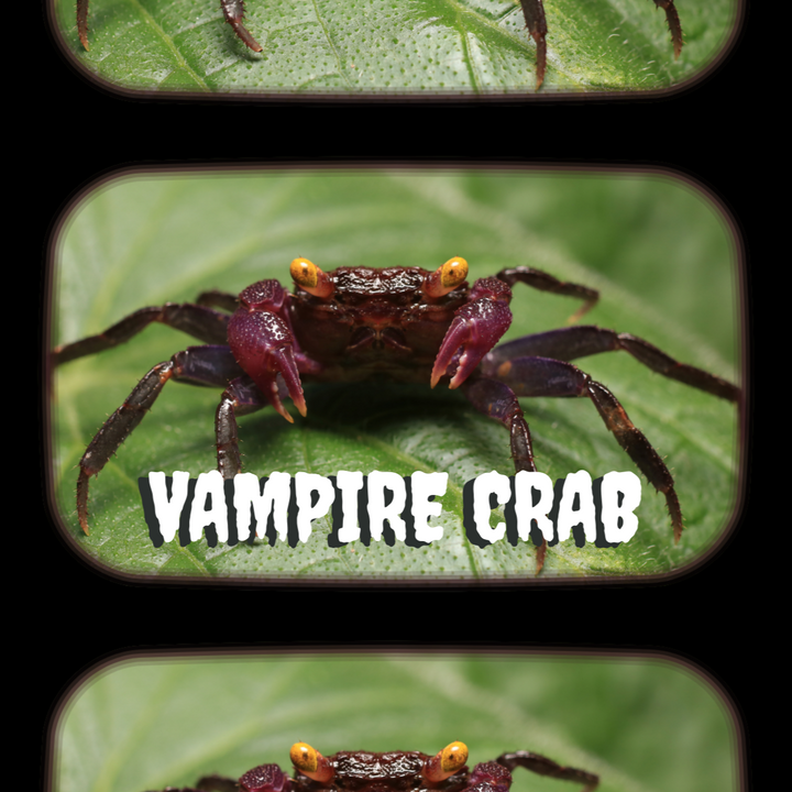 Creepy Crawly Critter Classes