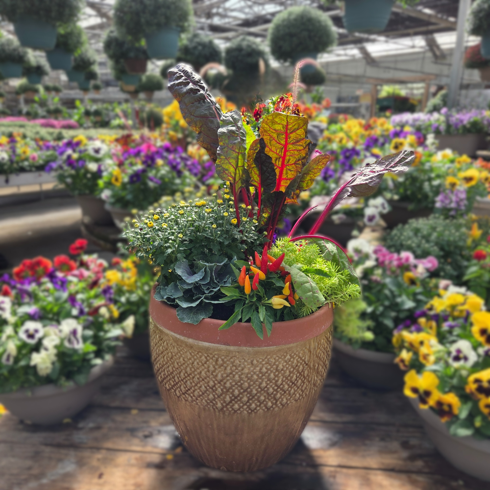 DIY Container - Fall Annual 5 Pack