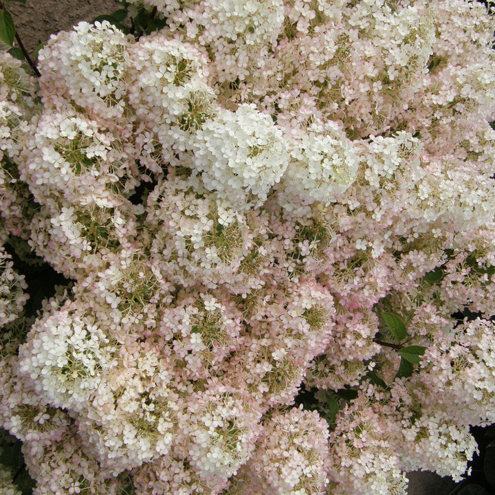 Hydrangea, Bobo Flowering Shrub, 3 Gallon Container