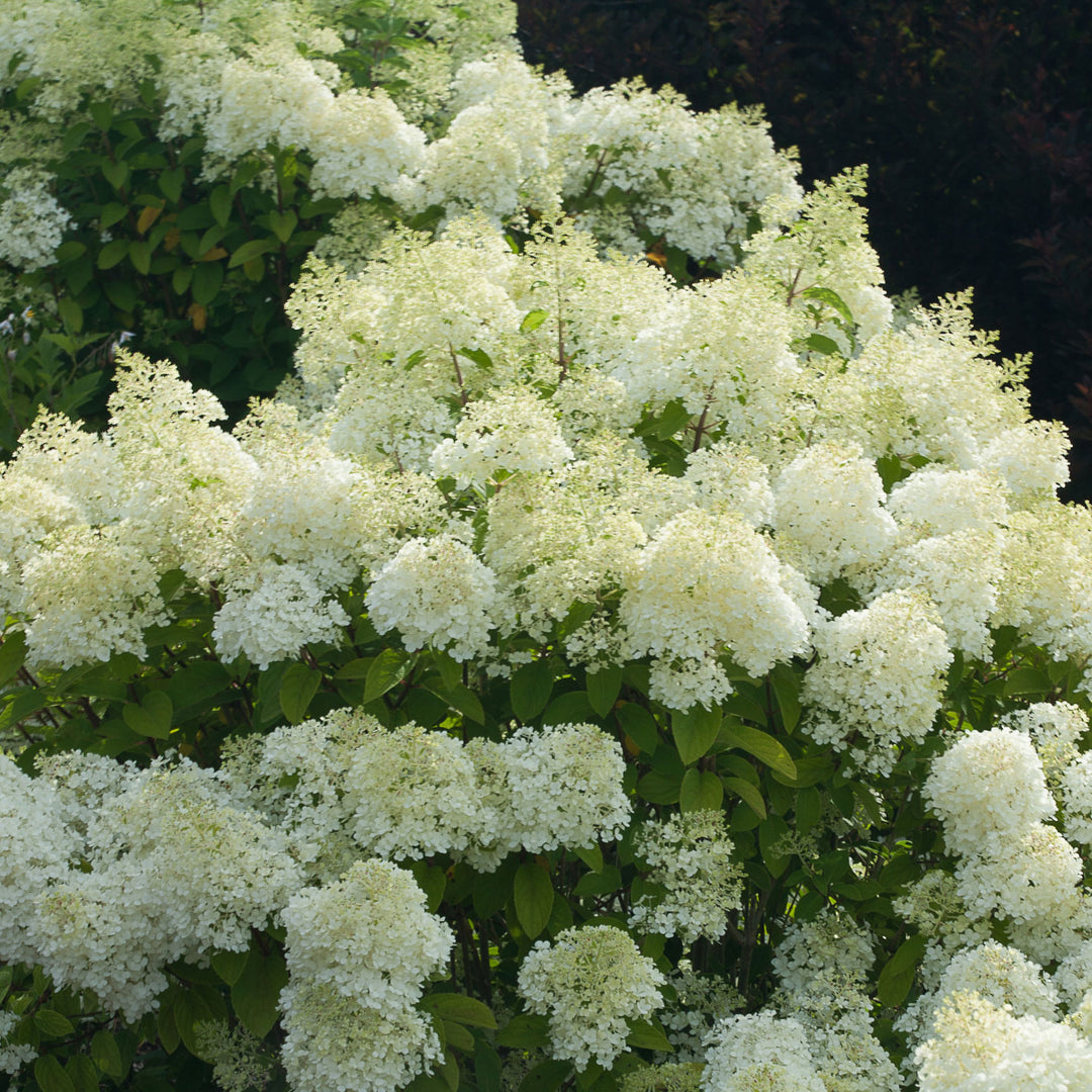 Hydrangea, Bobo Flowering Shrub, 3 Gallon Container