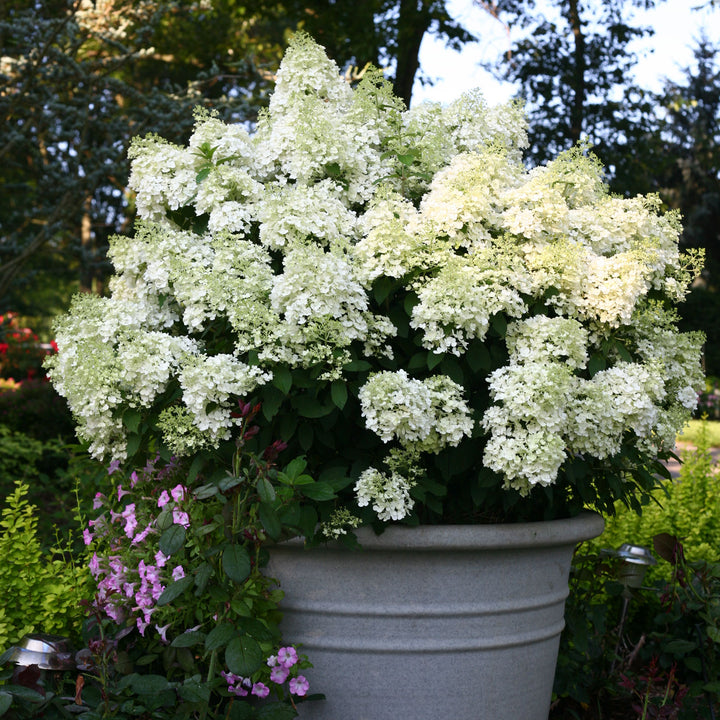 Hydrangea, Bobo Flowering Shrub, 3 Gallon Container