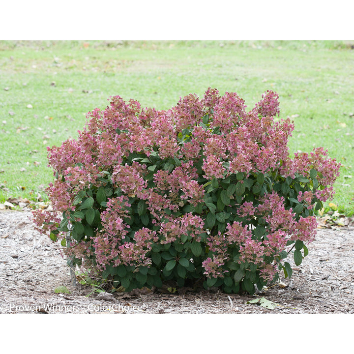 Hydrangea, Little Quick Fire Flowering Shrub, 3 Gallon Container