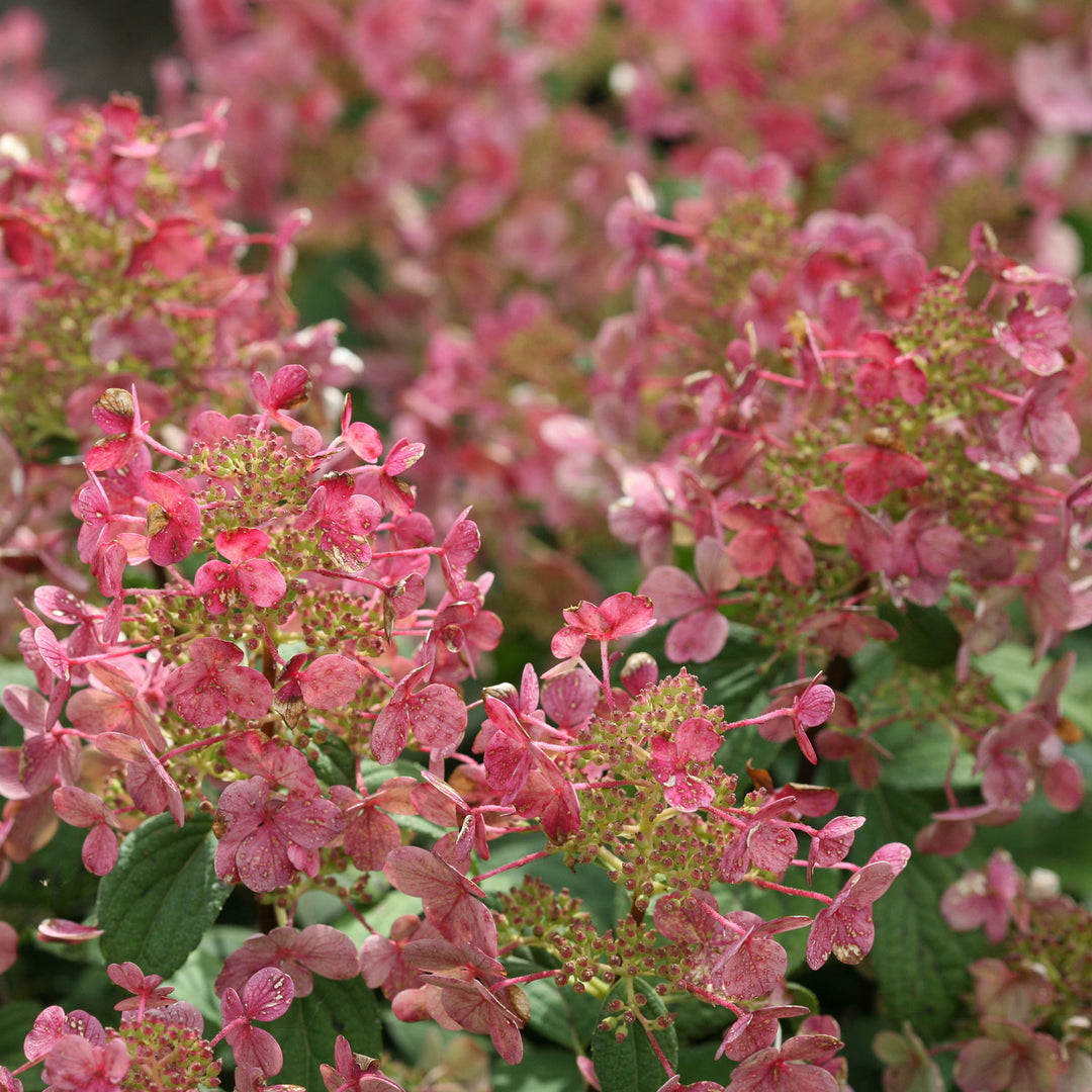 Hydrangea, Little Quick Fire Flowering Shrub, 3 Gallon Container