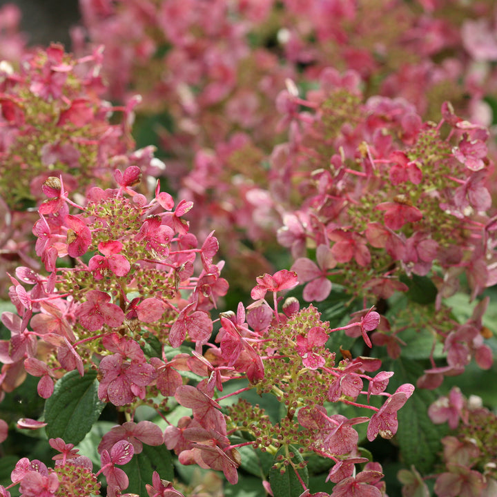 Hydrangea, Little Quick Fire Flowering Shrub, 3 Gallon Container