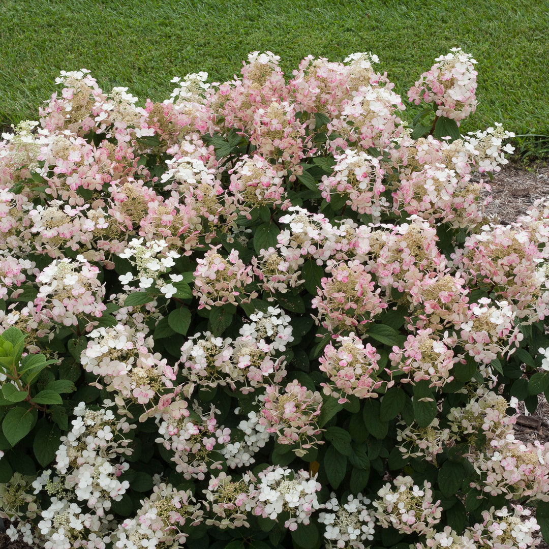 Hydrangea, Little Quick Fire Flowering Shrub, 3 Gallon Container