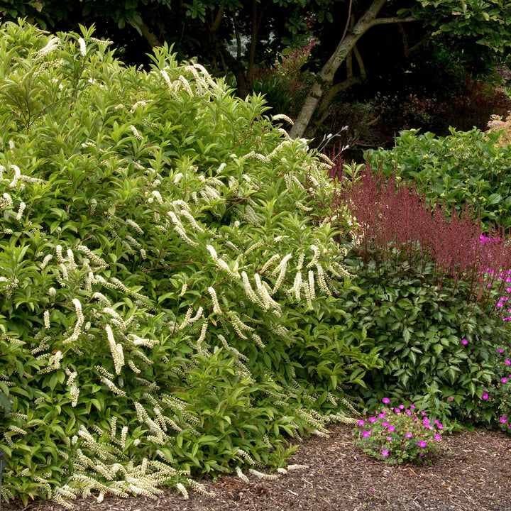 Sweetspire, Henry's Garnet Flowering Shrub, 3 Gallon Container