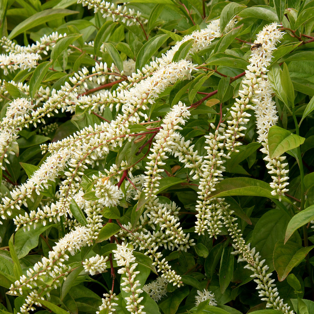 Sweetspire, Henry's Garnet Flowering Shrub, 3 Gallon Container