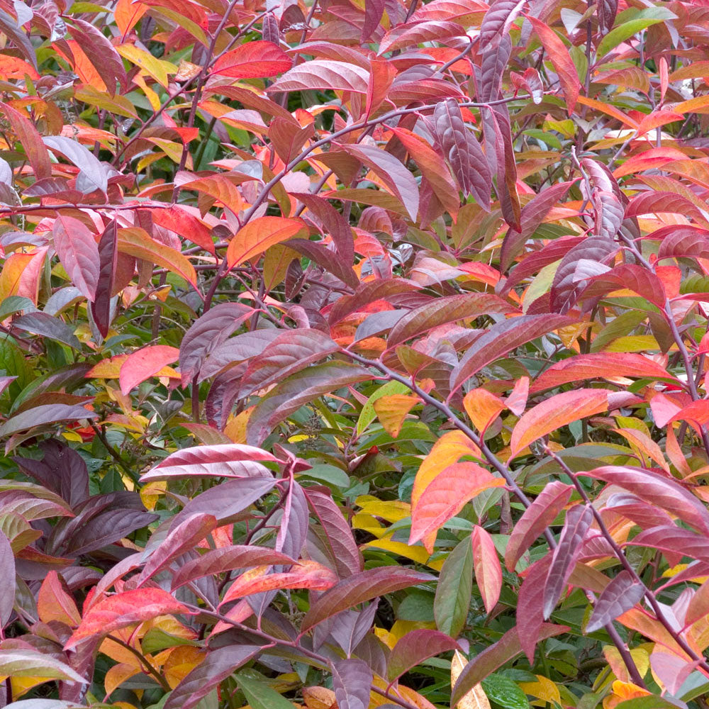 Sweetspire, Henry's Garnet Flowering Shrub, 3 Gallon Container