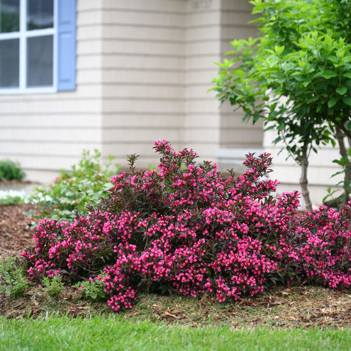 Weigela, Spilled Wine Flowering Shrub, 2 Gallon Container