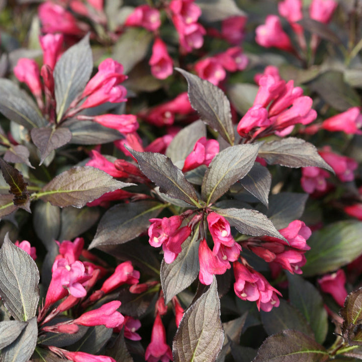 Weigela, Spilled Wine Flowering Shrub, 2 Gallon Container