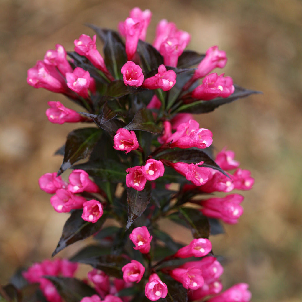 Weigela, Spilled Wine Flowering Shrub, 2 Gallon Container