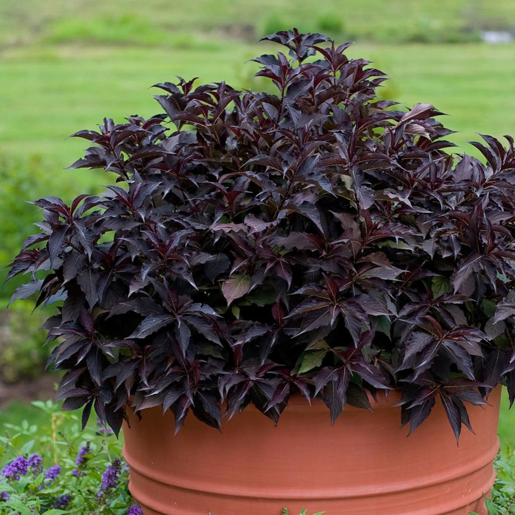 Weigela, Spilled Wine Flowering Shrub, 2 Gallon Container