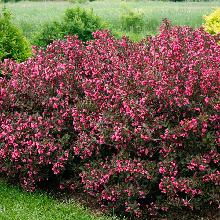 Weigela, Wine & Roses Flowering Shrub, 3 Gallon Container