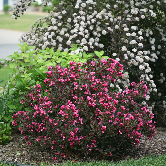 Weigela, Wine & Roses Flowering Shrub, 3 Gallon Container