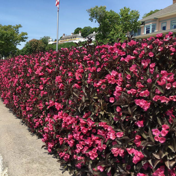 Weigela, Wine & Roses Flowering Shrub, 3 Gallon Container