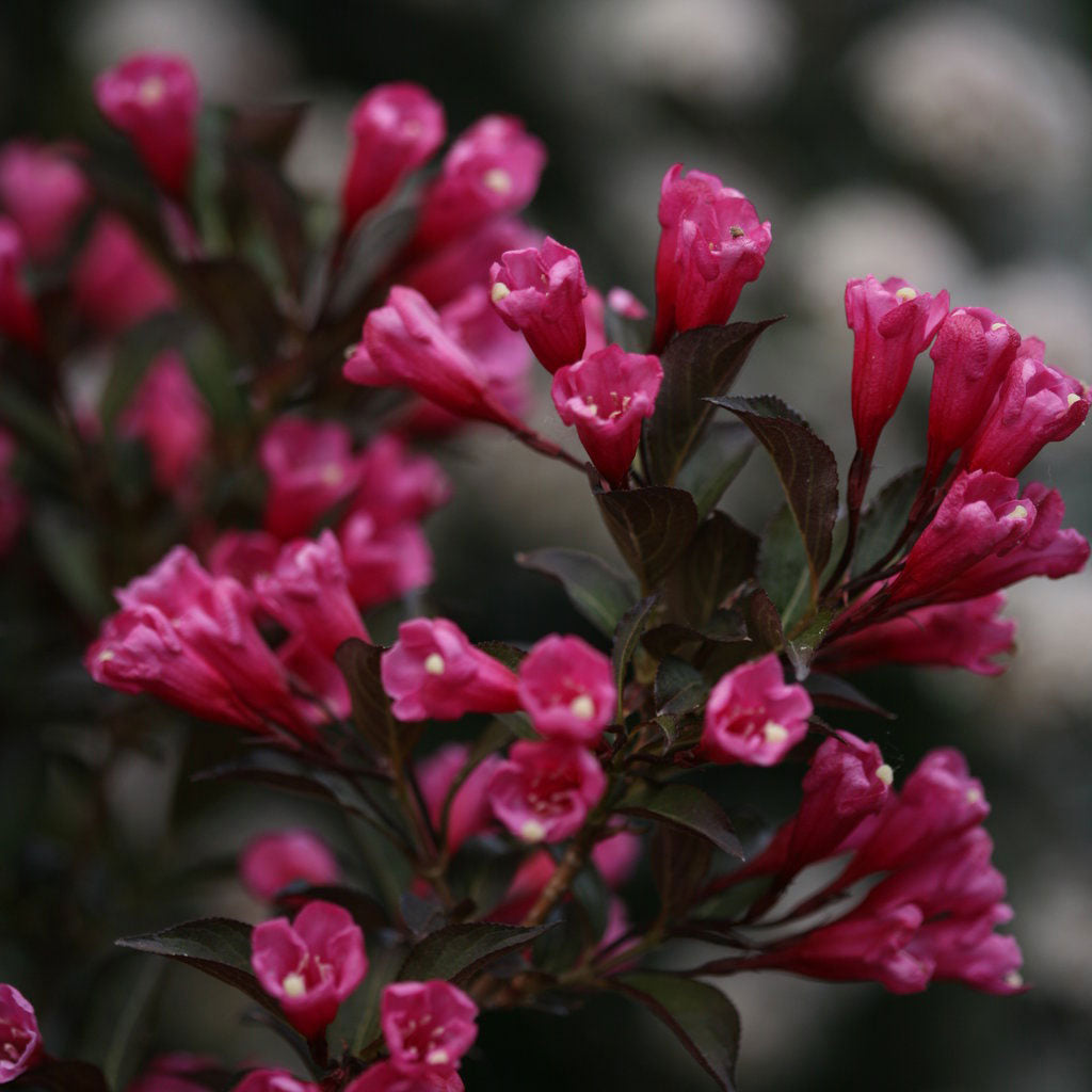 Weigela, Wine & Roses Flowering Shrub, 3 Gallon Container