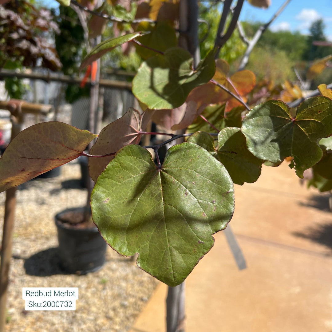 Merlot Redbud Tree, 15 Gal.