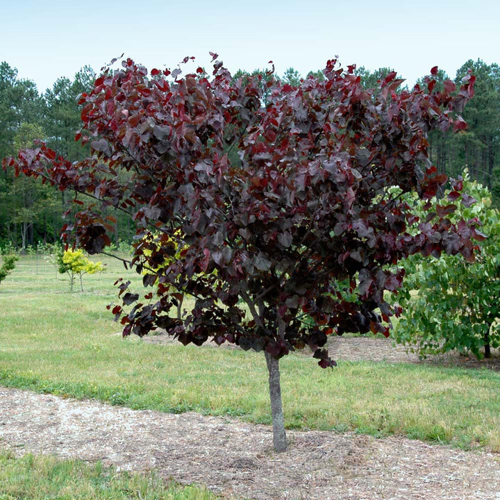 Merlot Redbud Tree, 15 Gal.