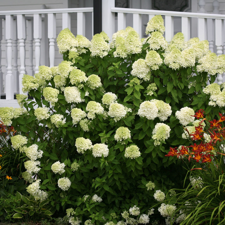 Hydrangea, Limelight Flowering Shrub, 3 Gallon Container